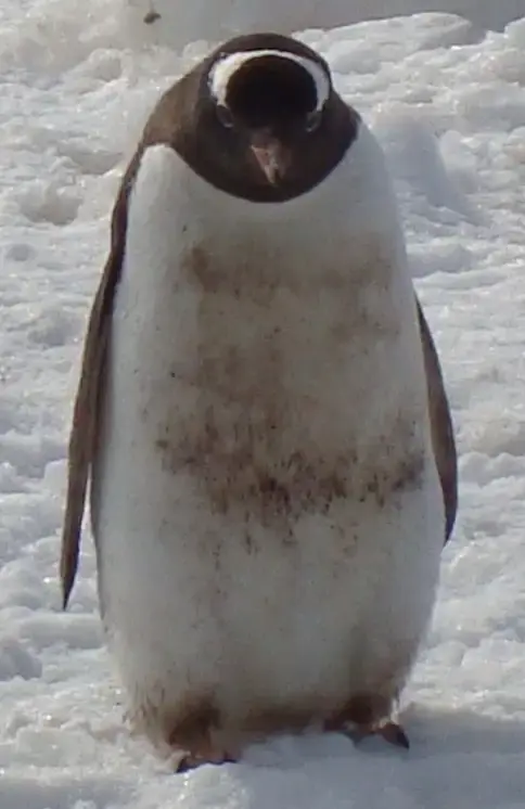 Antarktis
