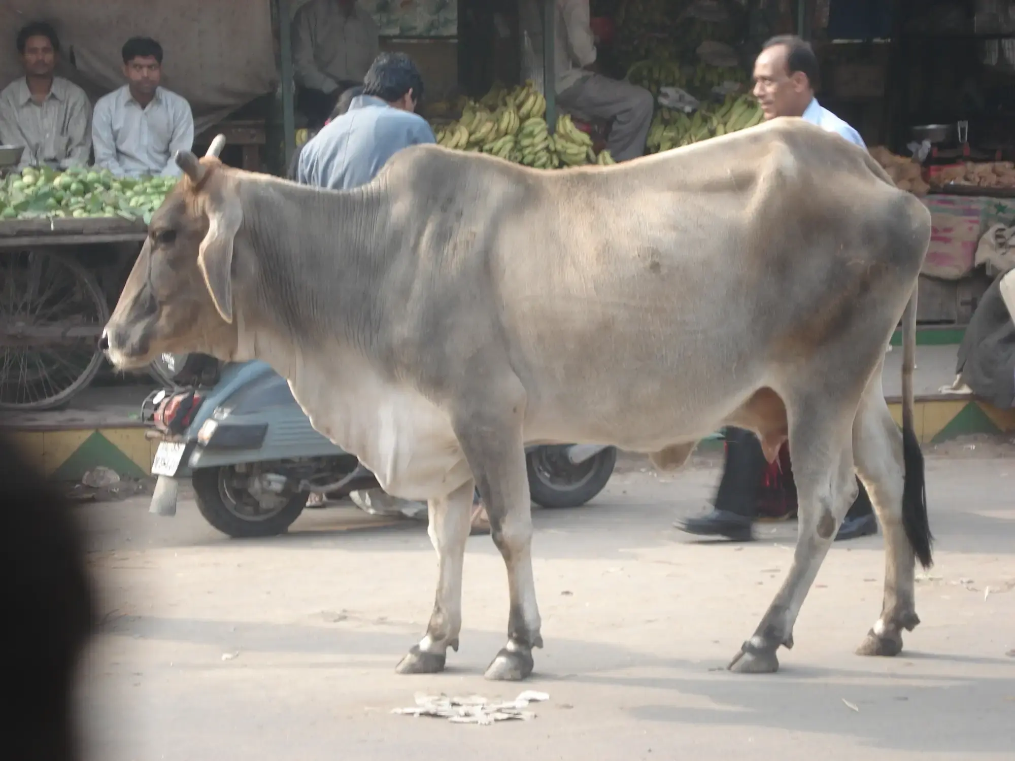 Indien