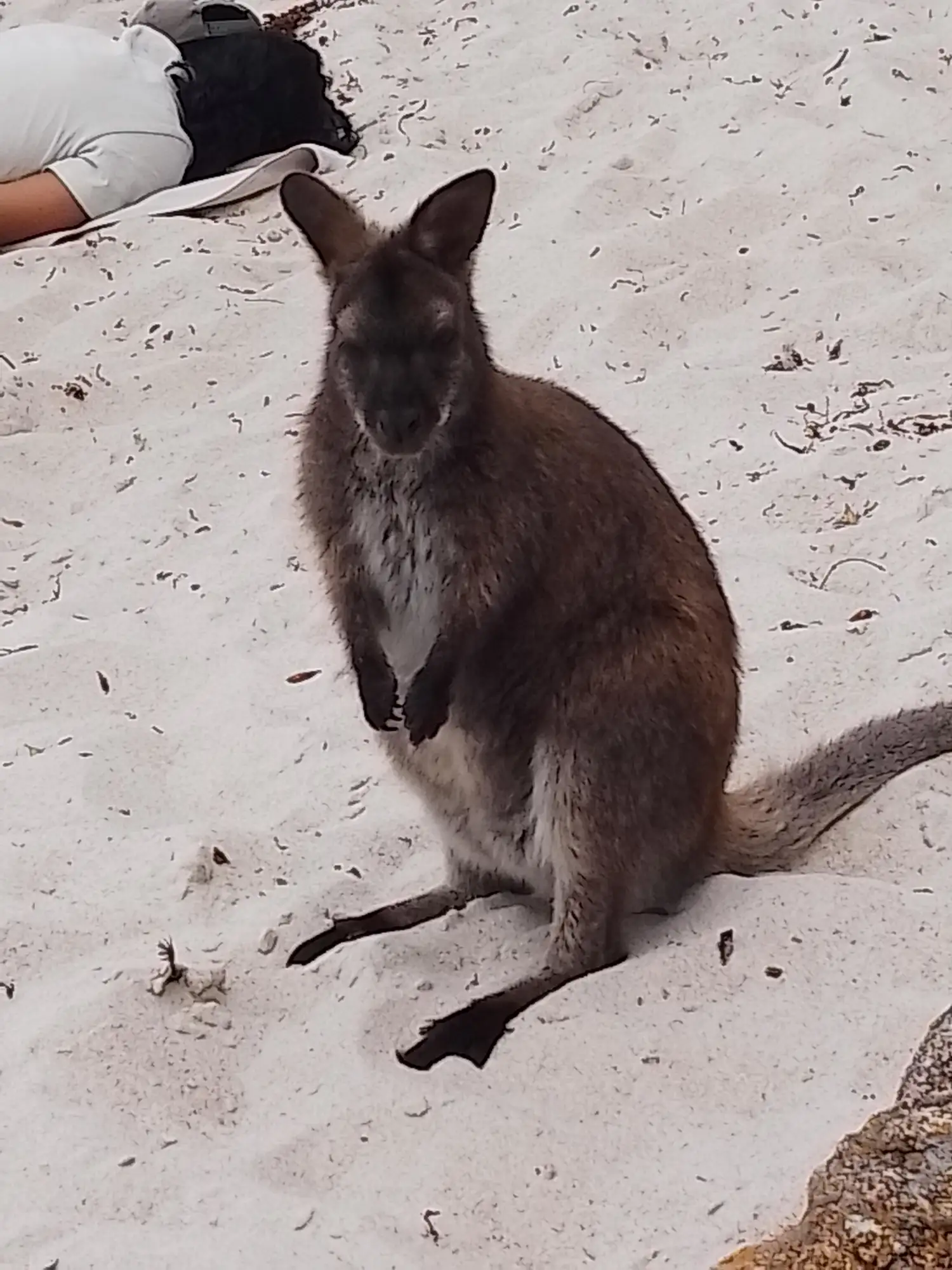 Tasmanien