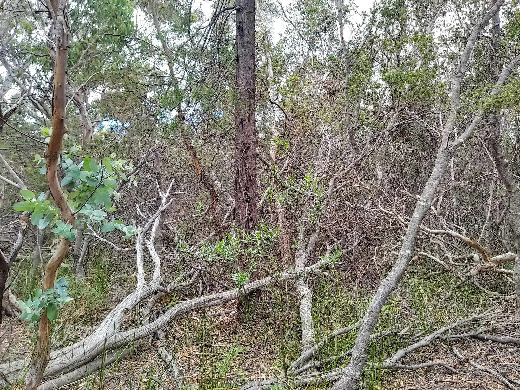Tasmanien